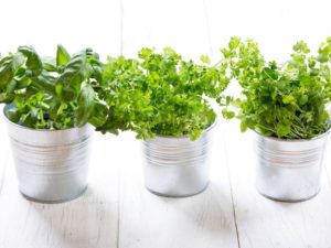 pots with herbs